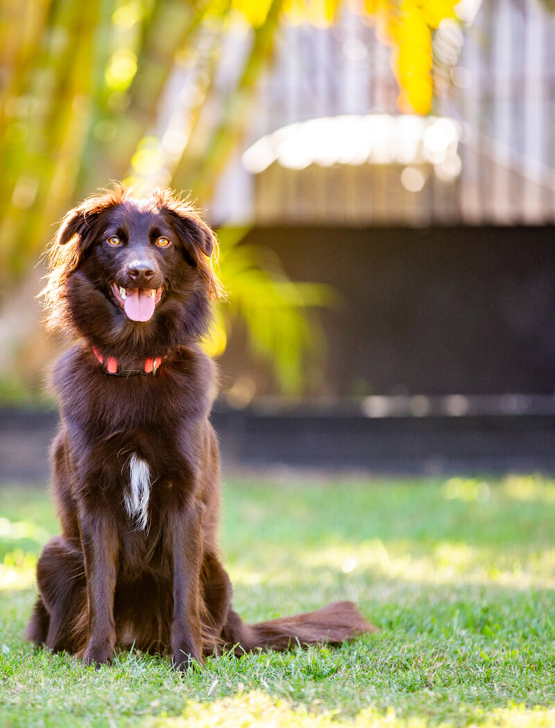 Dog Training Brisbane - brow haired dog