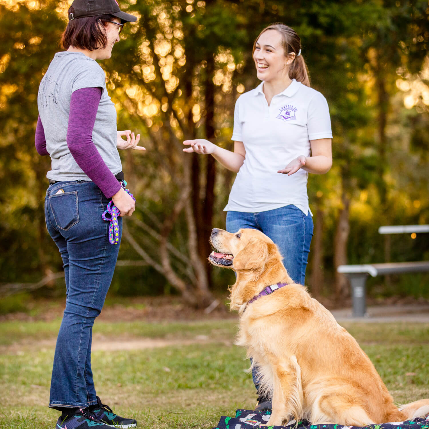 advanced dog training - trainer and owner chatting with retriever sitting on ground