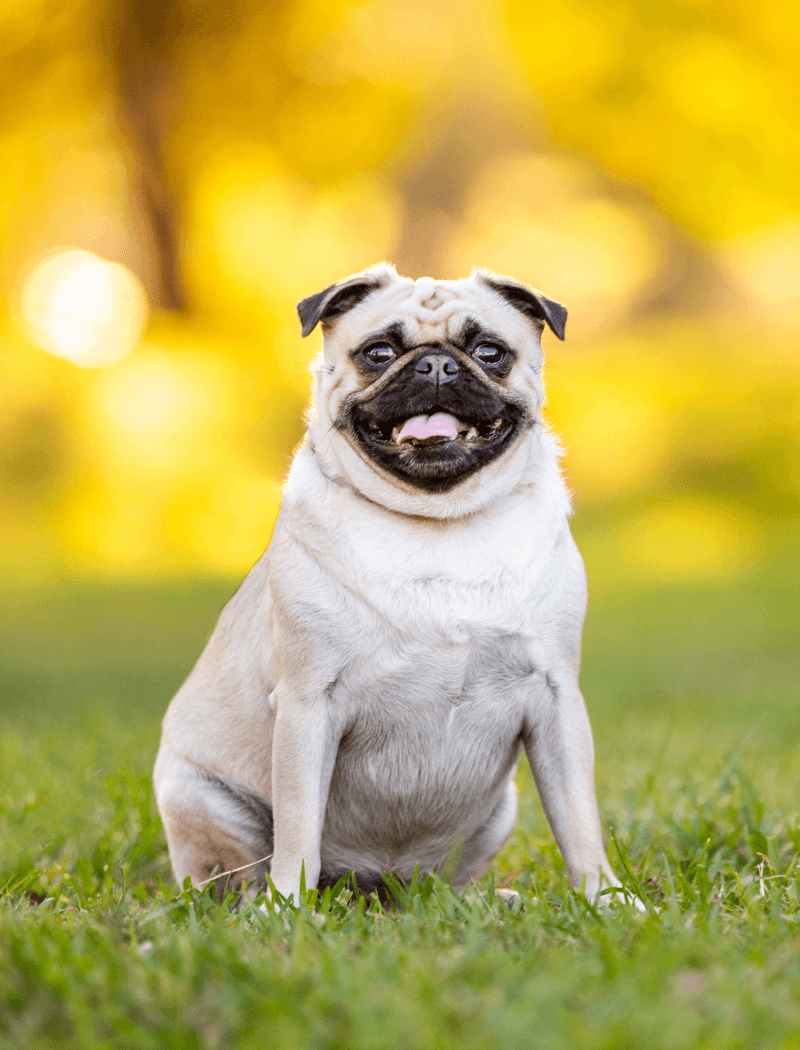 obedience dog training - smiling pug