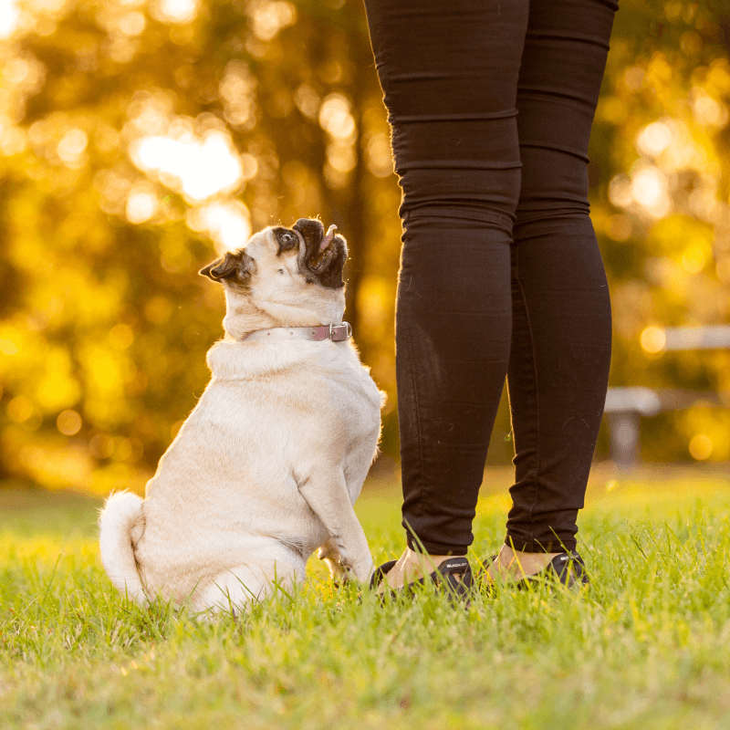 obedience dog training - pug looking up towards trainer