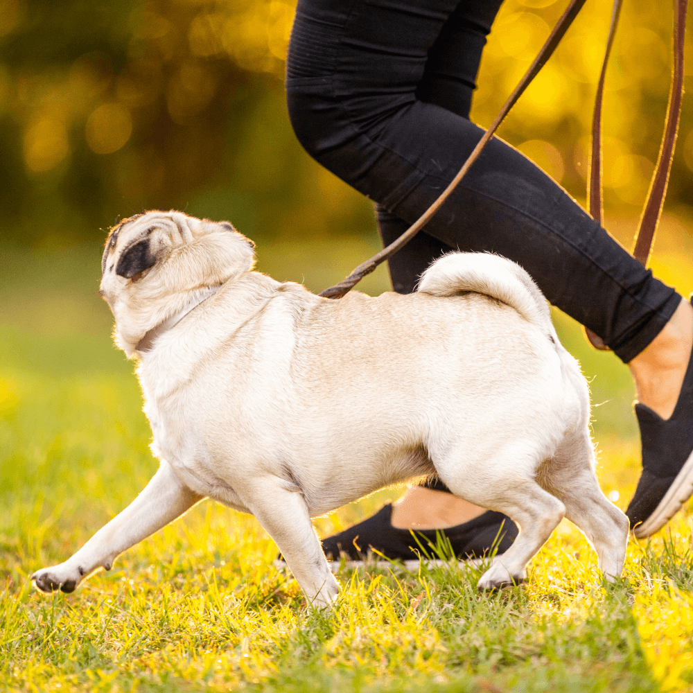 obedience dog training - pug on a leash