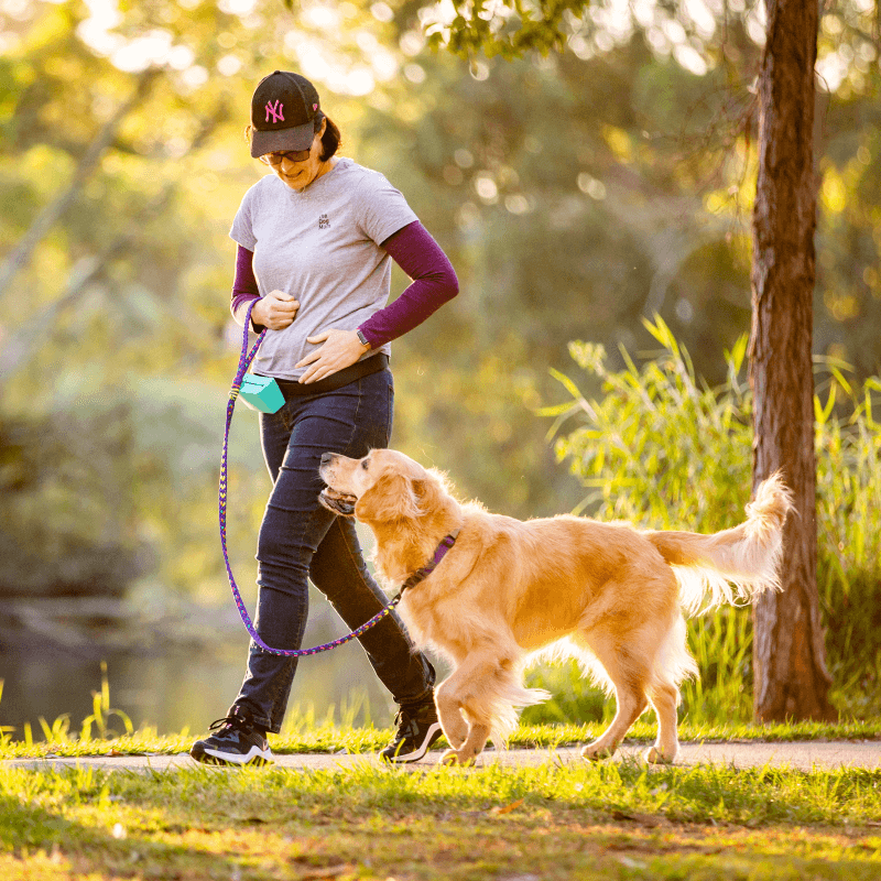 advanced dog training - retriever on a leash with trainer
